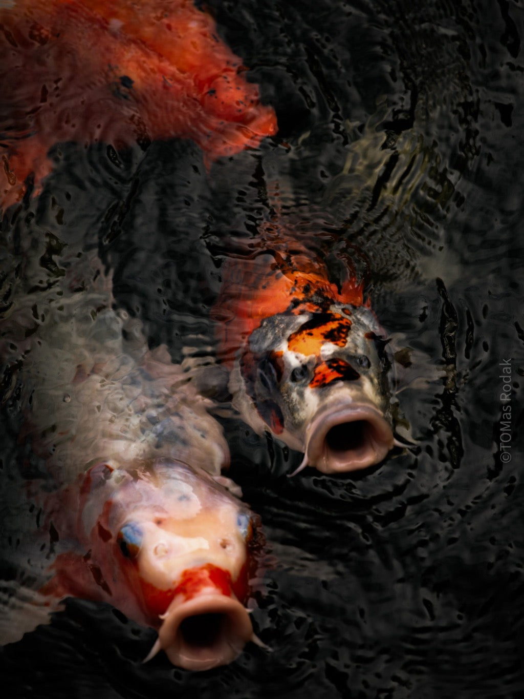 Nishikigoi Koi Fish Photography by Tomas Rodak - Available for Sale at TOMs FLOWer CLUB - Fine Art Prints and Photos of Colorful Koi Fish