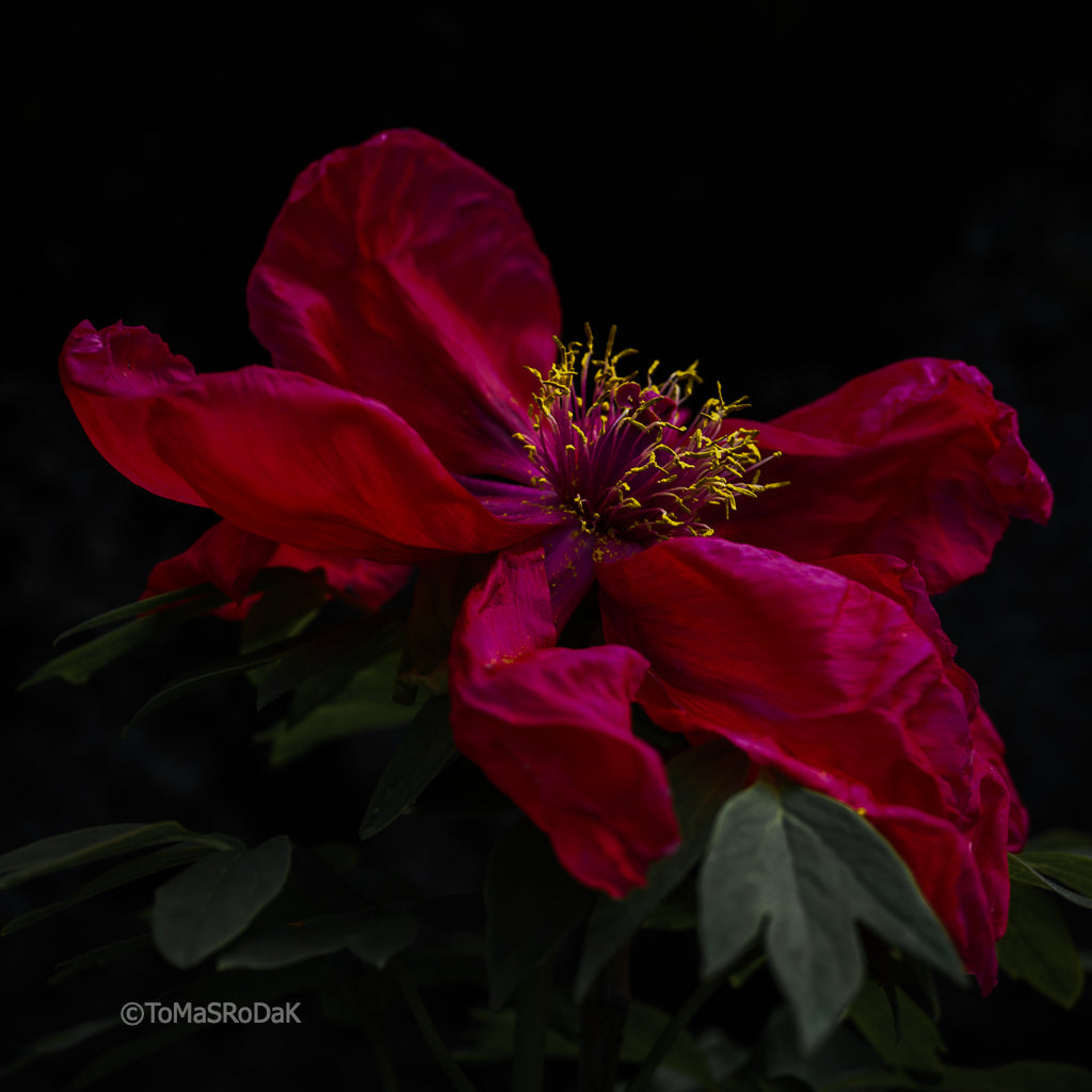 PEONY