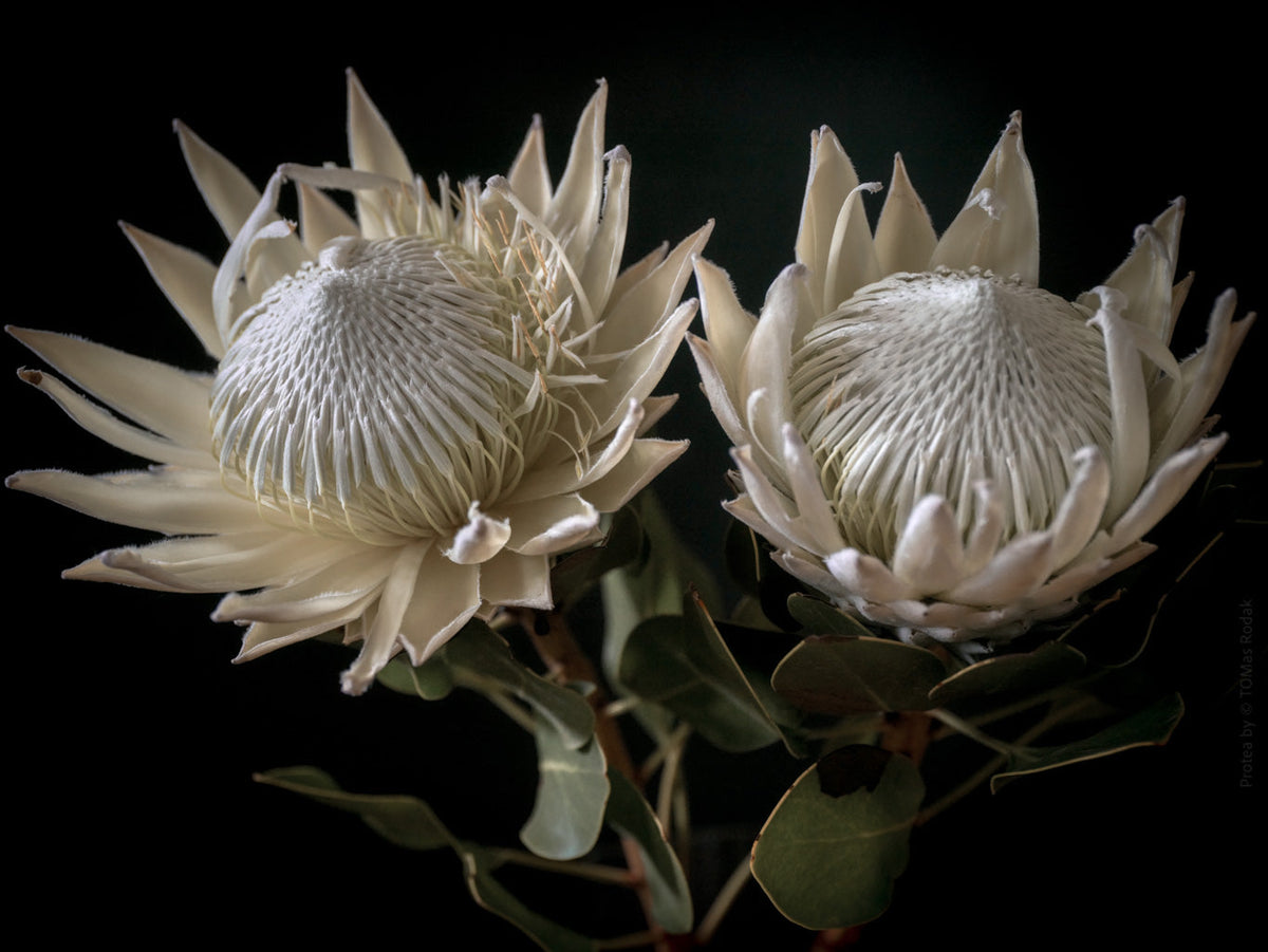Protea Hasselblad photo art by Swiss photographer TOMas Rodak for sale at TOMs FLOWer CLUB, limited edition of floral art. 