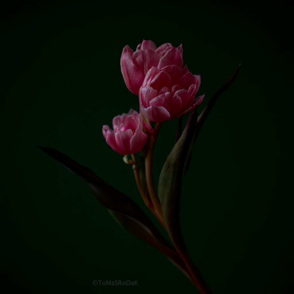 Tulip Photo Picture by Tomas Rodak for sale at TOMs FLOWer CLUB. Limited edition runs of 139 only, framed as real photo print of museum quality, behind 2mm acrylic glass, made by WhiteWall.