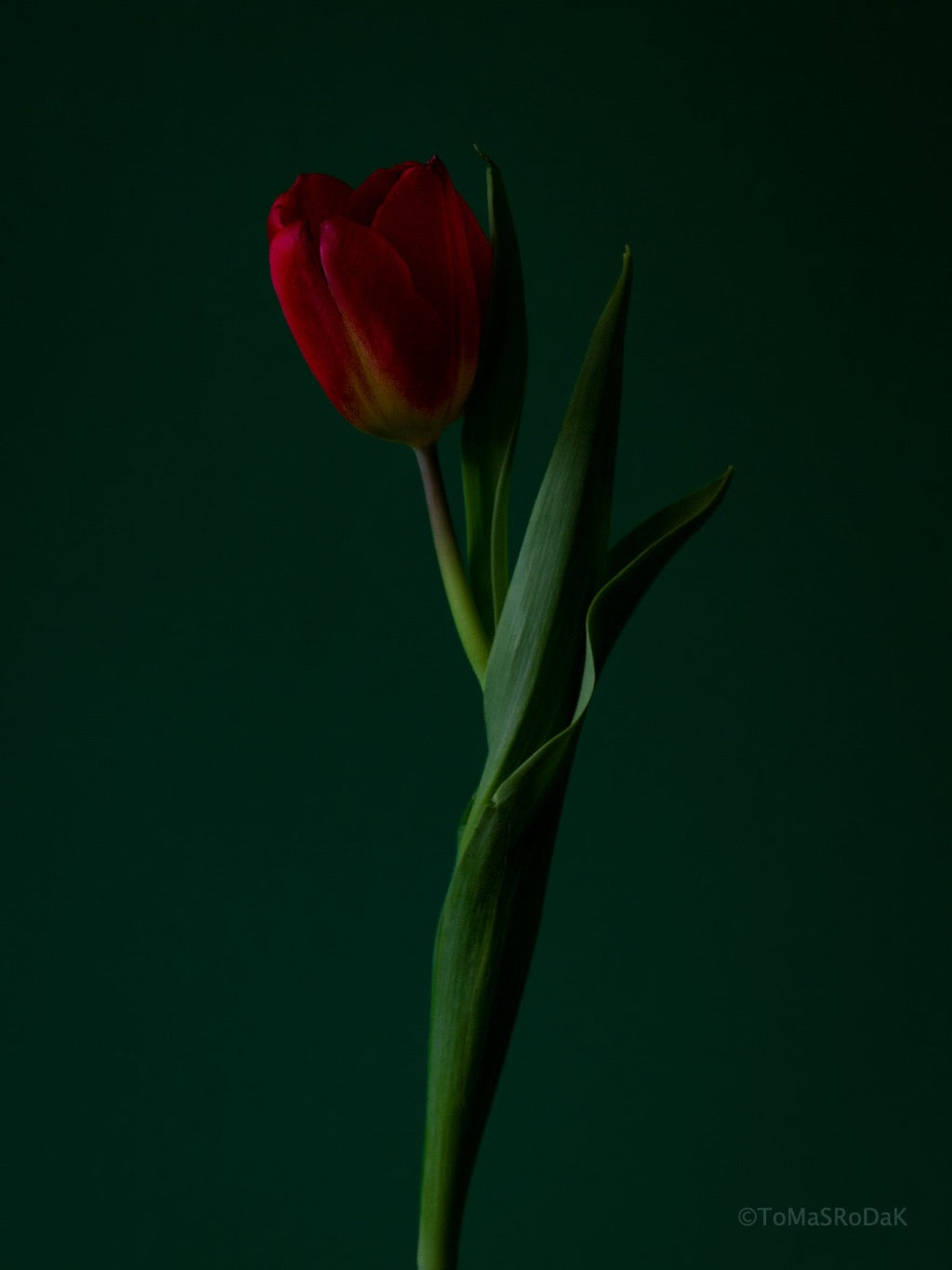 Tulip Photo Picture by Tomas Rodak for sale at TOMs FLOWer CLUB. Limited edition runs of 139 only, framed as real photo print of museum quality, behind 2mm acrylic glass, made by WhiteWall.