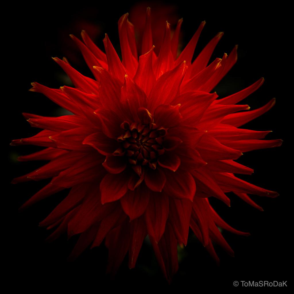 Dahlia by TOMas Rodak, real photo behind acrylic glass in limited edition runs of 139 for sale at TOMs FLOWer CLUB, gallery quality, signed, numbered and certified. 