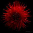Dahlia by TOMas Rodak, real photo behind acrylic glass in limited edition runs of 139 for sale at TOMs FLOWer CLUB, gallery quality, signed, numbered and certified. 