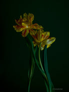Tulip Photo Picture by Tomas Rodak for sale at TOMs FLOWer CLUB. Limited edition runs of 139 only, framed as real photo print of museum quality, behind 2mm acrylic glass, made by WhiteWall.