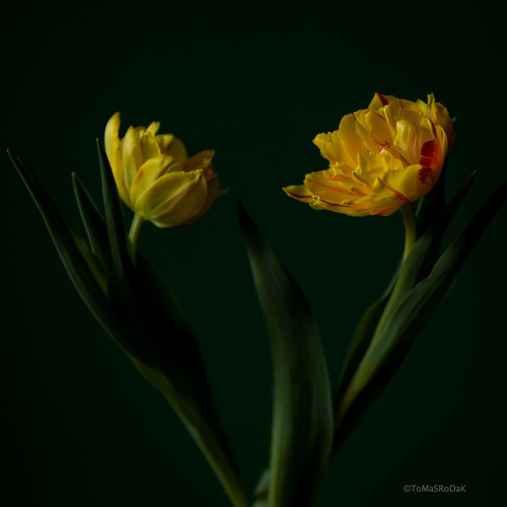 Tulip Photo Picture by Tomas Rodak for sale at TOMs FLOWer CLUB. Limited edition runs of 139 only, framed as real photo print of museum quality, behind 2mm acrylic glass, made by WhiteWall.