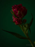 Tulip Photo Picture by Tomas Rodak for sale at TOMs FLOWer CLUB. Limited edition runs of 139 only, framed as real photo print of museum quality, behind 2mm acrylic glass, made by WhiteWall.