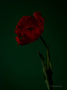 Tulip Photo Picture by Tomas Rodak for sale at TOMs FLOWer CLUB. Limited edition runs of 139 only, framed as real photo print of museum quality, behind 2mm acrylic glass, made by WhiteWall.