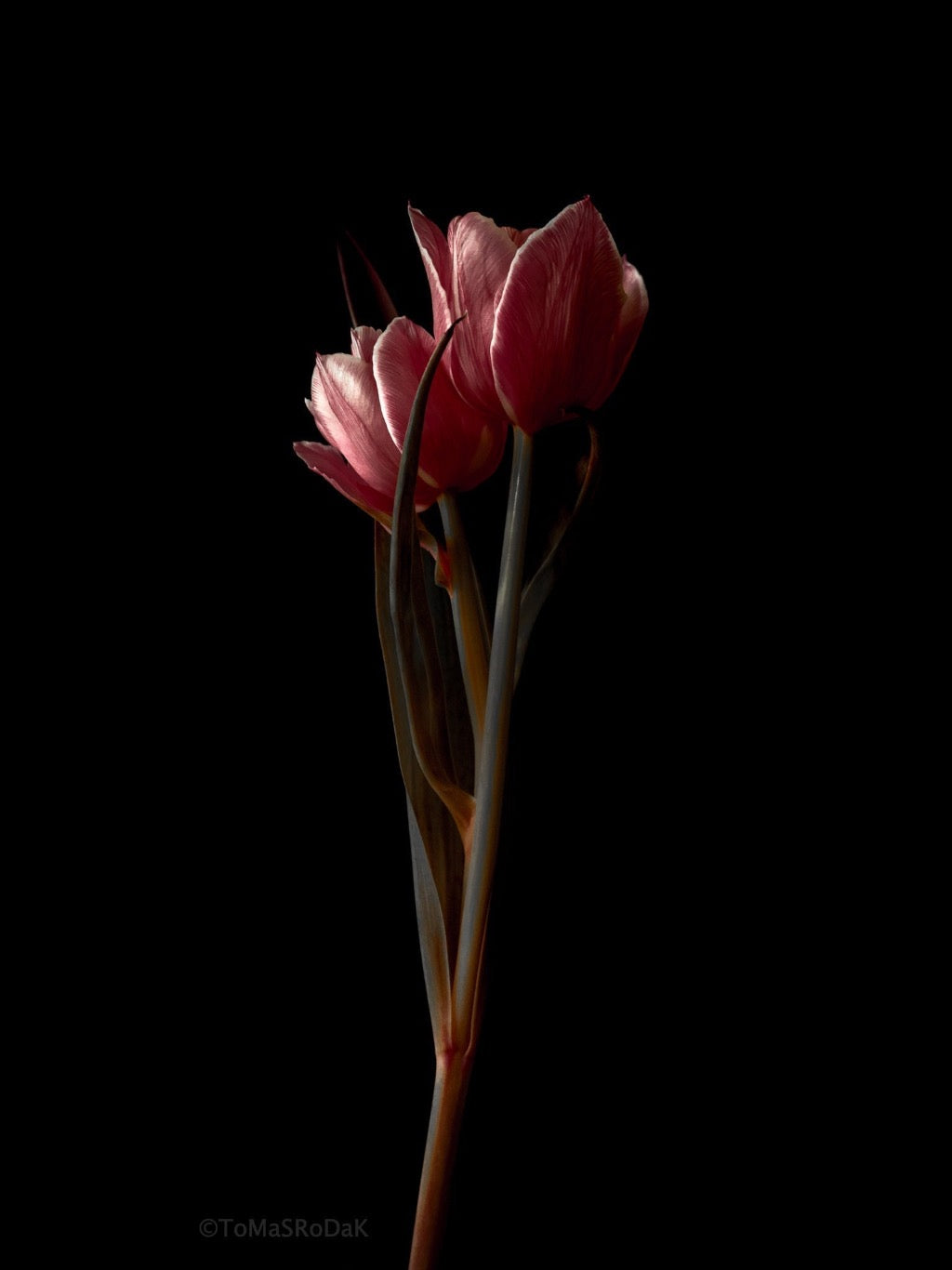 Tulip Photo Picture by Tomas Rodak for sale at TOMs FLOWer CLUB. Limited edition runs of 139 only, framed as real photo print of museum quality, behind 2mm acrylic glass, made by WhiteWall.