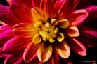 Dahlia by TOMas Rodak, real photo behind acrylic glass in limited edition runs of 139 for sale at TOMs FLOWer CLUB, gallery quality, signed, numbered and certified. 