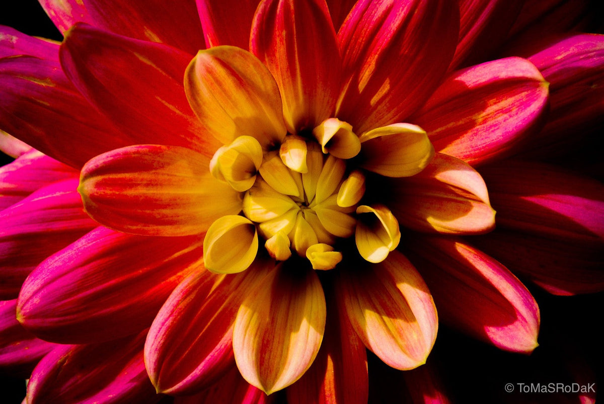 Dahlia by TOMas Rodak, real photo behind acrylic glass in limited edition runs of 139 for sale at TOMs FLOWer CLUB, gallery quality, signed, numbered and certified. 