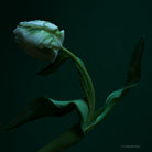 Tulip Photo Picture by Tomas Rodak for sale at TOMs FLOWer CLUB. Limited edition runs of 139 only, framed as real photo print of museum quality, behind 2mm acrylic glass, made by WhiteWall.