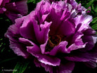 Peony in blossom, still life floral art photography by Tomas Rodak, photo behind the acrylic glas made by White Wall / LUMAS; offered for sale by TOMs FLOWer CLUB.