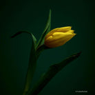 Tulip Photo Picture by Tomas Rodak for sale at TOMs FLOWer CLUB. Limited edition runs of 139 only, framed as real photo print of museum quality, behind 2mm acrylic glass, made by WhiteWall.