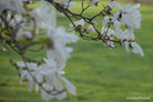 White magnolia by TOMas Rodak, real photo behind acrylic glass in limited edition runs of 139 for sale at TOMs FLOWer CLUB, gallery quality, signed, numbered and certified.