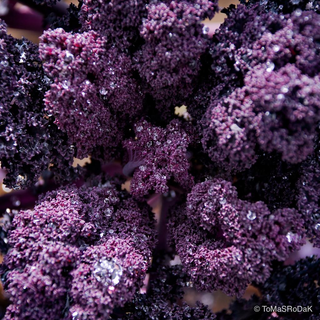 Blue ornamental cabbage, leaf scape art photo collection by TOMas Rodak for sale at TOMs FLOWer CLUB.