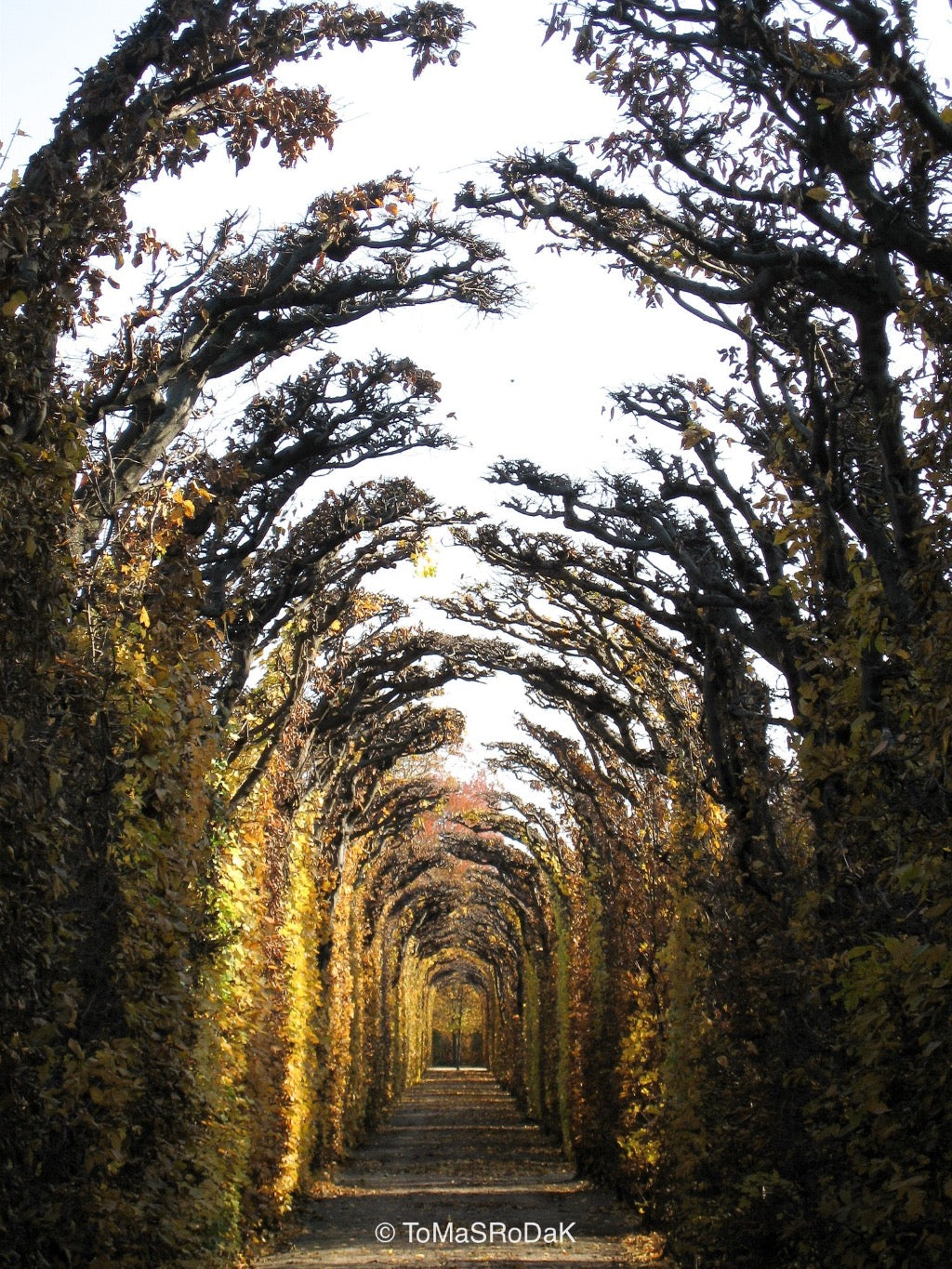 Schönbrunn Austria, Tree series of art photography by Tomas Rodak, photo behind the acrylic glas made by White Wall / LUMAS; offered for sale by TOMs FLOWer CLUB. 