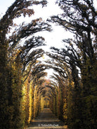 Schönbrunn Austria, Tree series of art photography by Tomas Rodak, photo behind the acrylic glas made by White Wall / LUMAS; offered for sale by TOMs FLOWer CLUB. 