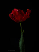 Tulip Photo Picture by Tomas Rodak for sale at TOMs FLOWer CLUB. Limited edition runs of 139 only, framed as real photo print of museum quality, behind 2mm acrylic glass, made by WhiteWall.