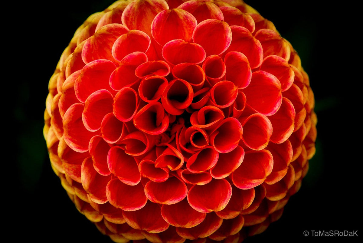 Dahlia by TOMas Rodak, real photo behind acrylic glass in limited edition runs of 139 for sale at TOMs FLOWer CLUB, gallery quality, signed, numbered and certified. 