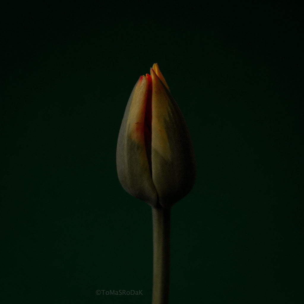 Tulip Photo Picture by Tomas Rodak for sale at TOMs FLOWer CLUB. Limited edition runs of 139 only, framed as real photo print of museum quality, behind 2mm acrylic glass, made by WhiteWall.