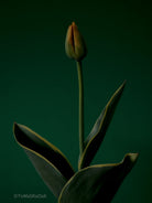 Tulip Photo Picture by Tomas Rodak for sale at TOMs FLOWer CLUB. Limited edition runs of 139 only, framed as real photo print of museum quality, behind 2mm acrylic glass, made by WhiteWall.