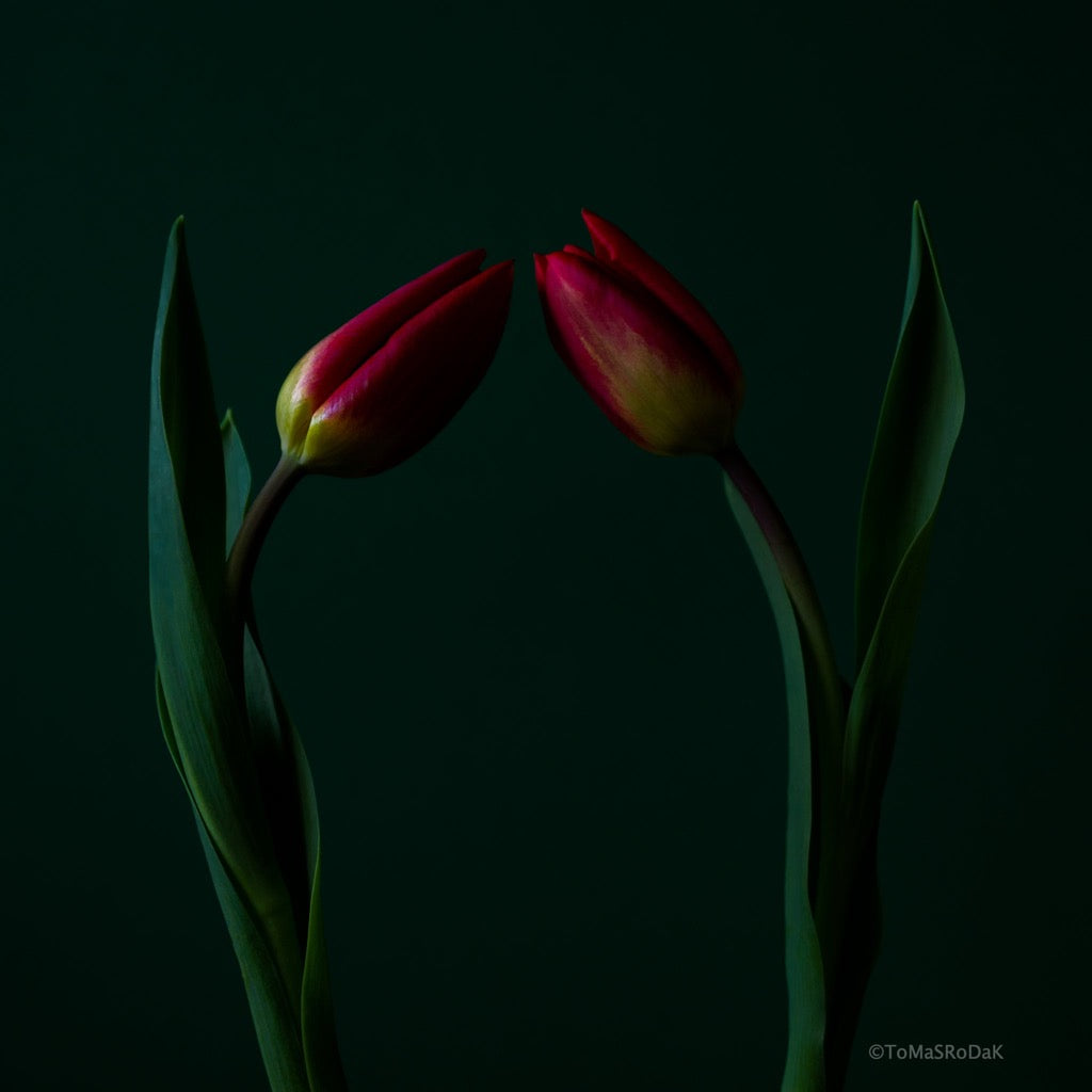 Tulip Photo Picture by Tomas Rodak for sale at TOMs FLOWer CLUB. Limited edition runs of 139 only, framed as real photo print of museum quality, behind 2mm acrylic glass, made by WhiteWall.