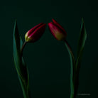 Tulip Photo Picture by Tomas Rodak for sale at TOMs FLOWer CLUB. Limited edition runs of 139 only, framed as real photo print of museum quality, behind 2mm acrylic glass, made by WhiteWall.