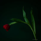 Tulip Photo Picture by Tomas Rodak for sale at TOMs FLOWer CLUB. Limited edition runs of 139 only, framed as real photo print of museum quality, behind 2mm acrylic glass, made by WhiteWall.