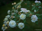 White roses, still life floral art photography by Tomas Rodak, photo behind the acrylic glas made by White Wall / LUMAS; offered for sale by TOMs FLOWer CLUB.