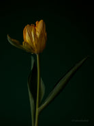 Tulip Photo Picture by Tomas Rodak for sale at TOMs FLOWer CLUB. Limited edition runs of 139 only, framed as real photo print of museum quality, behind 2mm acrylic glass, made by WhiteWall.
