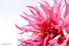 Dahlia by TOMas Rodak, real photo behind acrylic glass in limited edition runs of 139 for sale at TOMs FLOWer CLUB, gallery quality, signed, numbered and certified. 