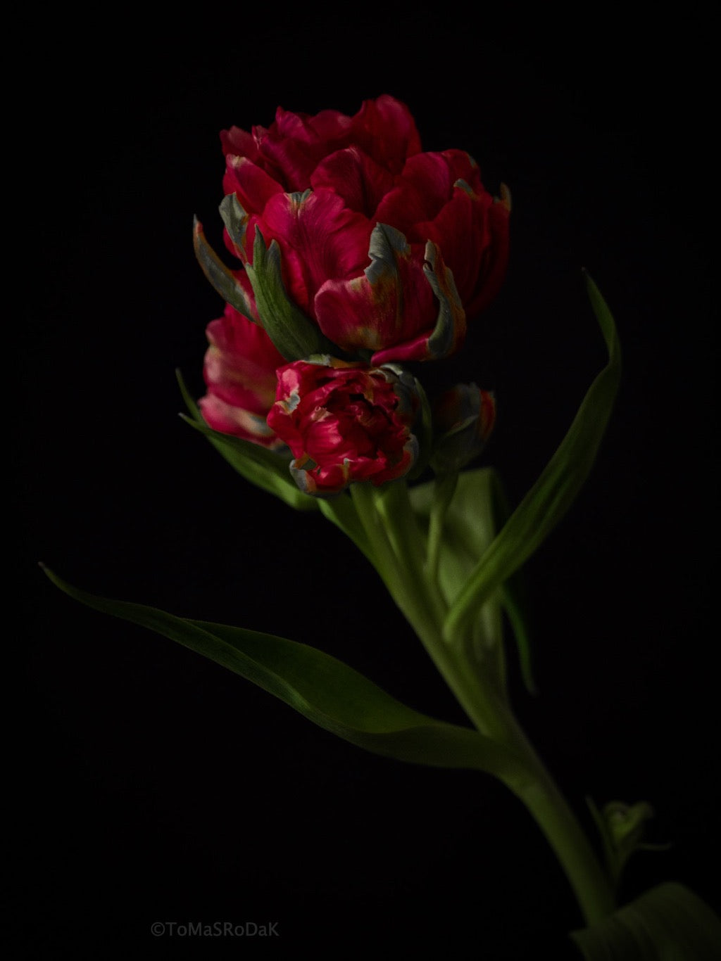 Tulip Photo Picture by Tomas Rodak for sale at TOMs FLOWer CLUB. Limited edition runs of 139 only, framed as real photo print of museum quality, behind 2mm acrylic glass, made by WhiteWall.