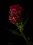 Tulip Photo Picture by Tomas Rodak for sale at TOMs FLOWer CLUB. Limited edition runs of 139 only, framed as real photo print of museum quality, behind 2mm acrylic glass, made by WhiteWall.