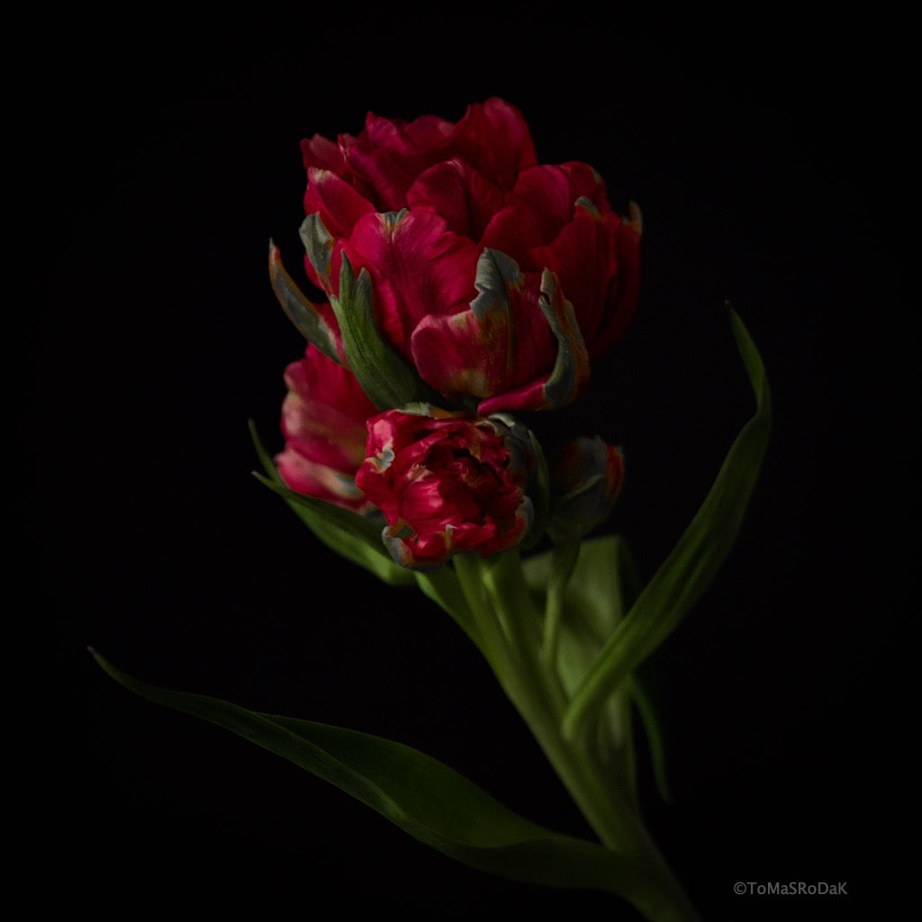 Tulip Photo Picture by Tomas Rodak for sale at TOMs FLOWer CLUB. Limited edition runs of 139 only, framed as real photo print of museum quality, behind 2mm acrylic glass, made by WhiteWall.