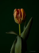 Tulip Photo Picture by Tomas Rodak for sale at TOMs FLOWer CLUB. Limited edition runs of 139 only, framed as real photo print of museum quality, behind 2mm acrylic glass, made by WhiteWall.
