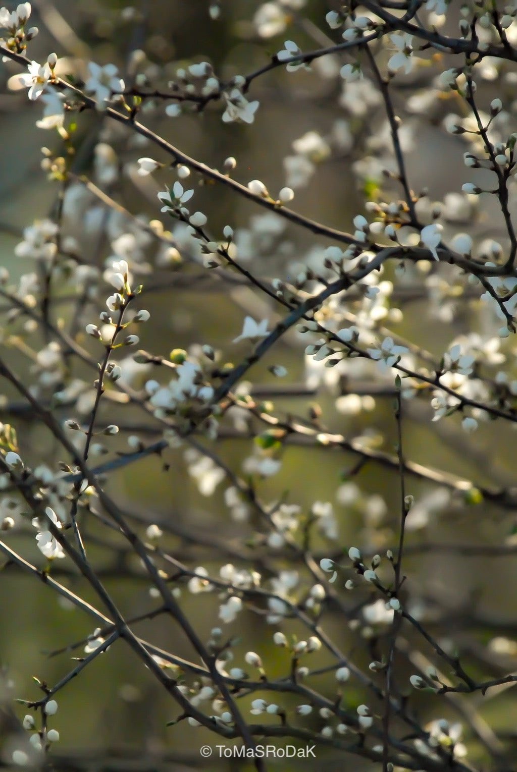 TOMs FLOWer CLUB, photo by Tomas Rodak, Lumas, photo behind acrylic glas, art therapy, Kunsttherapie, green art, meditation, home decor, cosy home, Photo bild, limited edition, white cherry  flowers, Kirschenblüte.