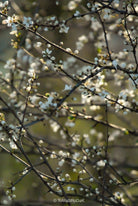 TOMs FLOWer CLUB, photo by Tomas Rodak, Lumas, photo behind acrylic glas, art therapy, Kunsttherapie, green art, meditation, home decor, cosy home, Photo bild, limited edition, white cherry  flowers, Kirschenblüte.