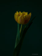 Tulip Photo Picture by Tomas Rodak for sale at TOMs FLOWer CLUB. Limited edition runs of 139 only, framed as real photo print of museum quality, behind 2mm acrylic glass, made by WhiteWall.