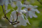 White magnolia by TOMas Rodak, real photo behind acrylic glass in limited edition runs of 139 for sale at TOMs FLOWer CLUB, gallery quality, signed, numbered and certified.