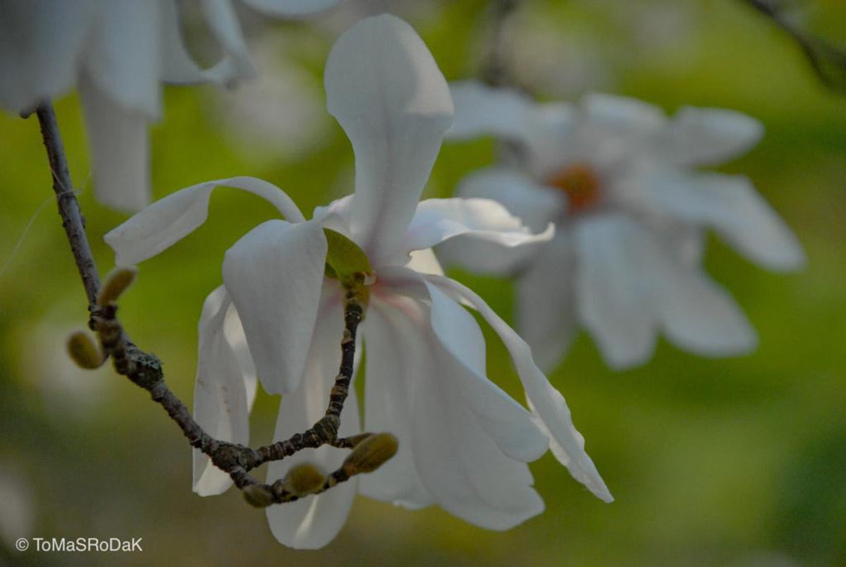 White magnolia by TOMas Rodak, real photo behind acrylic glass in limited edition runs of 139 for sale at TOMs FLOWer CLUB, gallery quality, signed, numbered and certified.