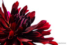 Dahlia by TOMas Rodak, real photo behind acrylic glass in limited edition runs of 139 for sale at TOMs FLOWer CLUB, gallery quality, signed, numbered and certified. 