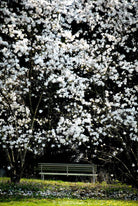 Magnolia tree with bench by TOMas Rodak, real photo behind acrylic glass in limited edition runs of 139 for sale at TOMs FLOWer CLUB, gallery quality, signed, numbered and certified. 