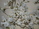 White magnolia by TOMas Rodak, real photo behind acrylic glass in limited edition runs of 139 for sale at TOMs FLOWer CLUB, gallery quality, signed, numbered and certified.