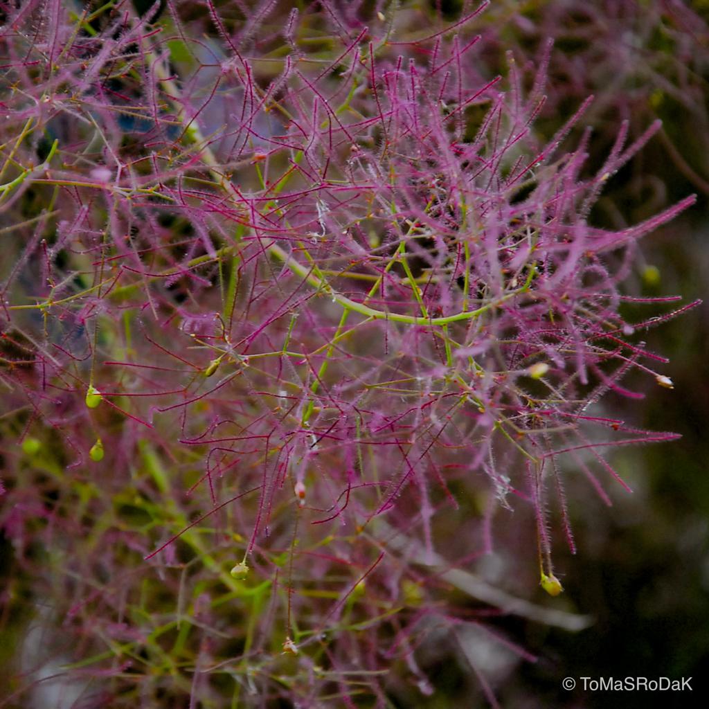 Pink flower detail, leaf scape art photo collection by TOMas Rodak for sale at TOMs FLOWer CLUB.