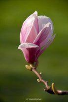 White magnolia by TOMas Rodak, real photo behind acrylic glass in limited edition runs of 139 for sale at TOMs FLOWer CLUB, gallery quality, signed, numbered and certified.