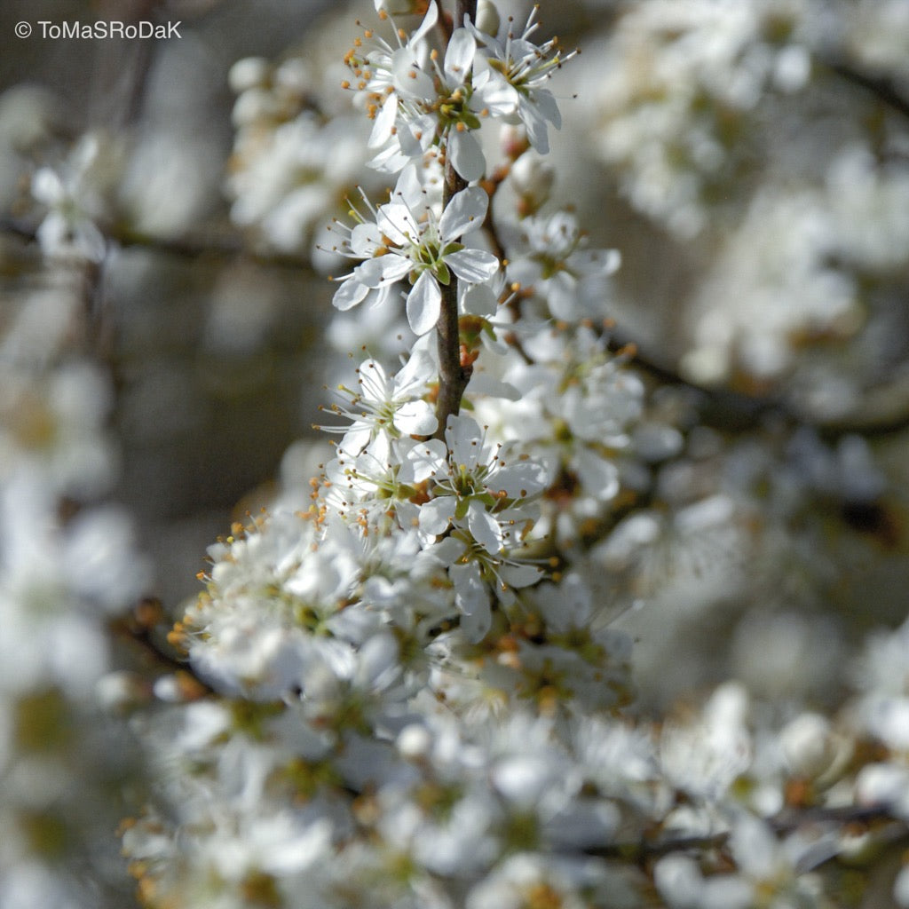 TOMs FLOWer CLUB, photo by Tomas Rodak, Lumas, photo behind acrylic glas, art therapy, Kunsttherapie, green art, meditation, home decor, cosy home, Photo bild, limited edition, white flowers