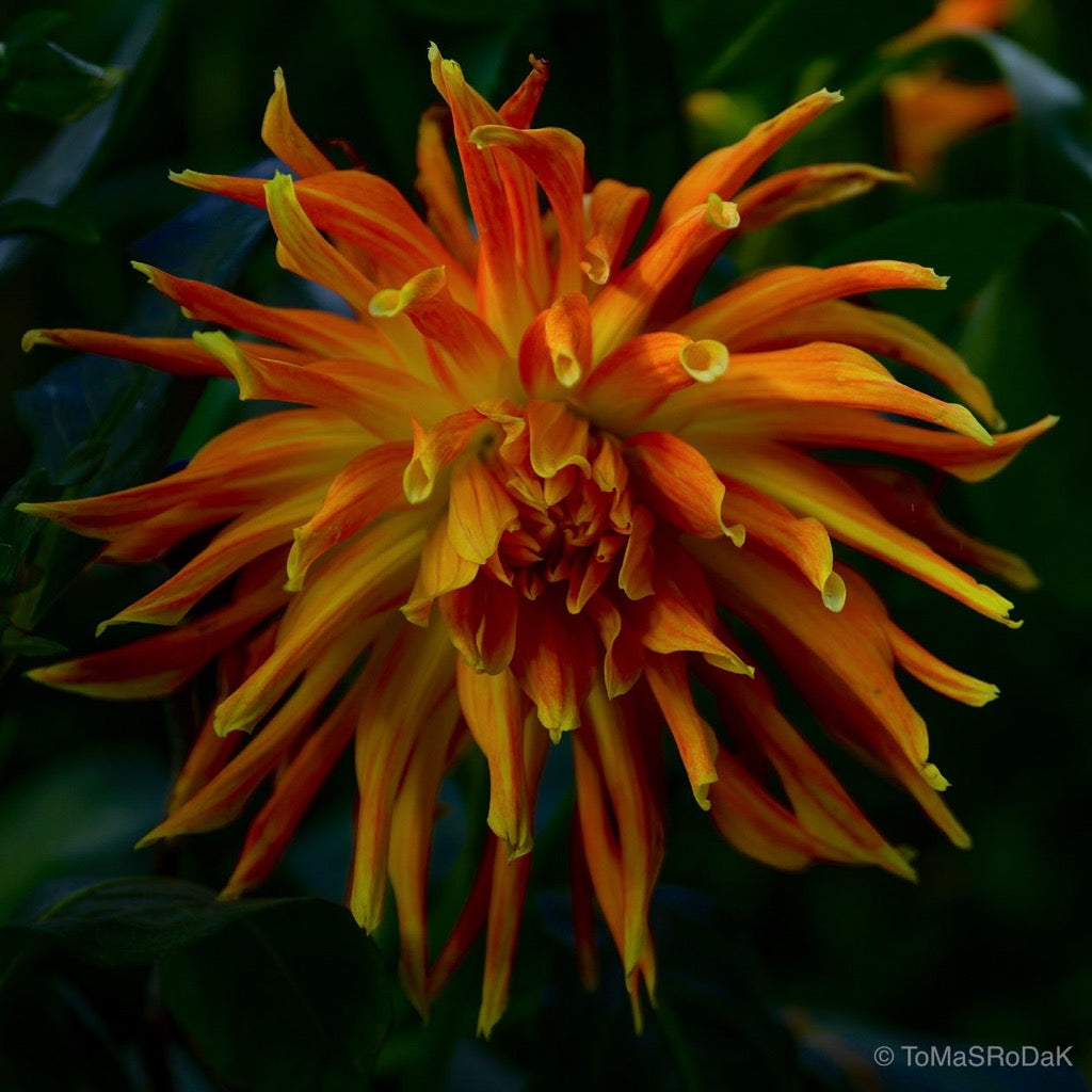 Dahlia, still life floral art photography by Tomas Rodak, photo behind the acrylic glas made by White Wall / LUMAS; offered for sale by TOMs FLOWer CLUB.