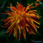 Dahlia, still life floral art photography by Tomas Rodak, photo behind the acrylic glas made by White Wall / LUMAS; offered for sale by TOMs FLOWer CLUB.