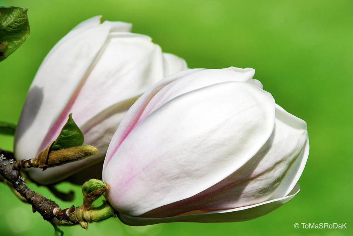 White magnolia by TOMas Rodak, real photo behind acrylic glass in limited edition runs of 139 for sale at TOMs FLOWer CLUB, gallery quality, signed, numbered and certified.