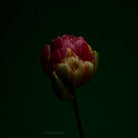 Tulip Photo Picture by Tomas Rodak for sale at TOMs FLOWer CLUB. Limited edition runs of 139 only, framed as real photo print of museum quality, behind 2mm acrylic glass, made by WhiteWall.